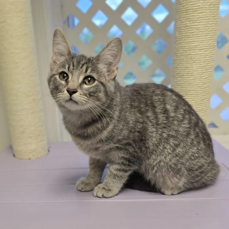 A baby medium-sized female Tabby (Gray / Blue / Silver) Domestic Short Hair cat named Baby Girl for adoption in Mount Carmel, IL