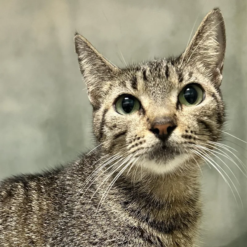 An adult medium-sized female Gray / Blue / Silver American Wirehair cat named Naz for adoption in Guaynabo, PR