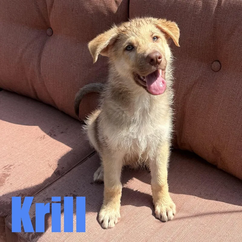 A baby large-sized male Shepherd dog named Krill for adoption in Ellicott City, MD