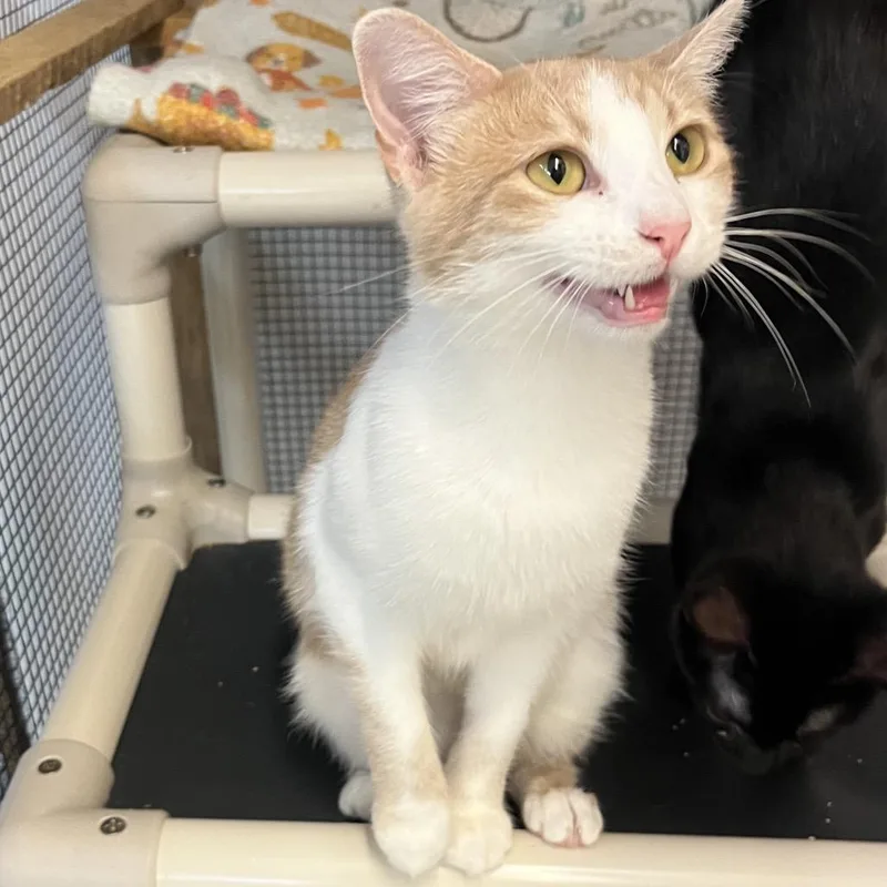 A young medium-sized female Domestic Short Hair cat named Lucia for adoption in Wappingers Falls, NY