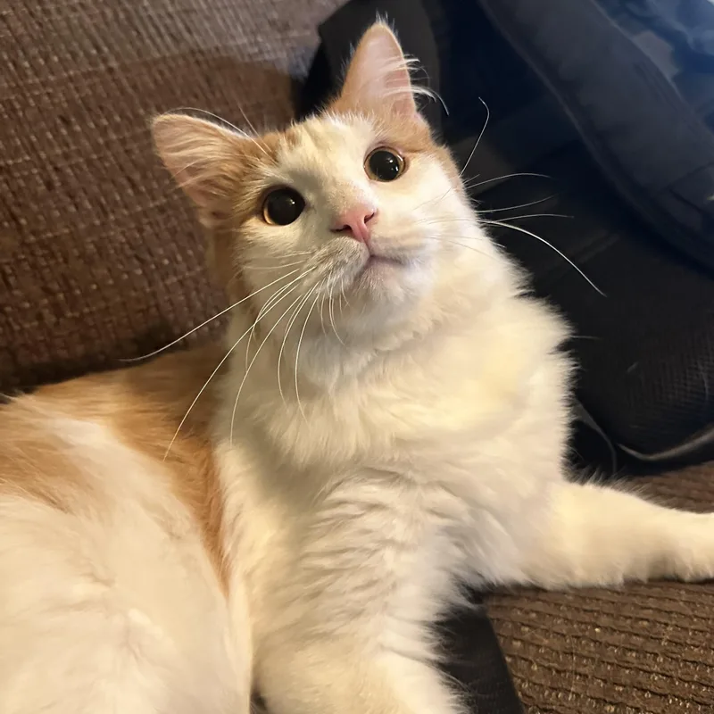 A young medium-sized male Orange & White Domestic Medium Hair cat named Leo for adoption in Hermitage, PA