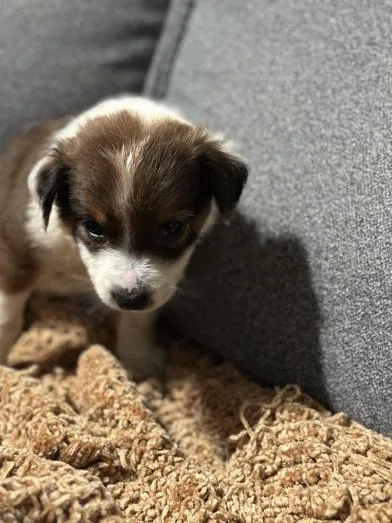 A baby medium-sized female Brown / Chocolate Australian Cattle Dog / Blue Heeler dog named Latte for adoption in Liverpool, TX