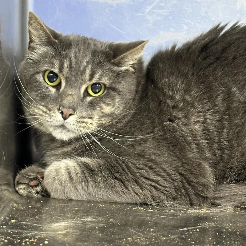 An adult large-sized male Gray / Blue / Silver Domestic Short Hair cat named Salem for adoption in Coos Bay, OR