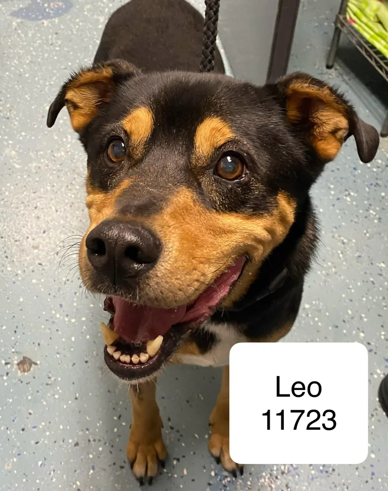 Leo