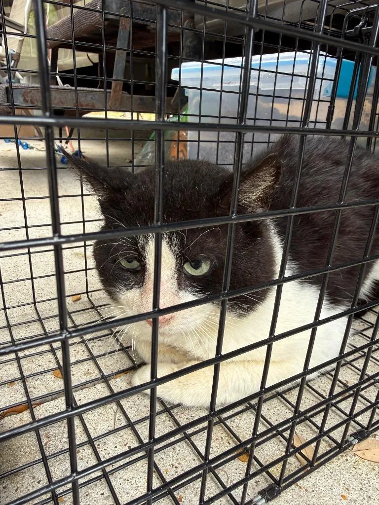 A young medium-sized male Domestic Short Hair cat named Bronx for adoption in Rockport, TX