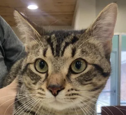 A young medium-sized male Domestic Short Hair cat named Odis for adoption in Cincinnati, OH