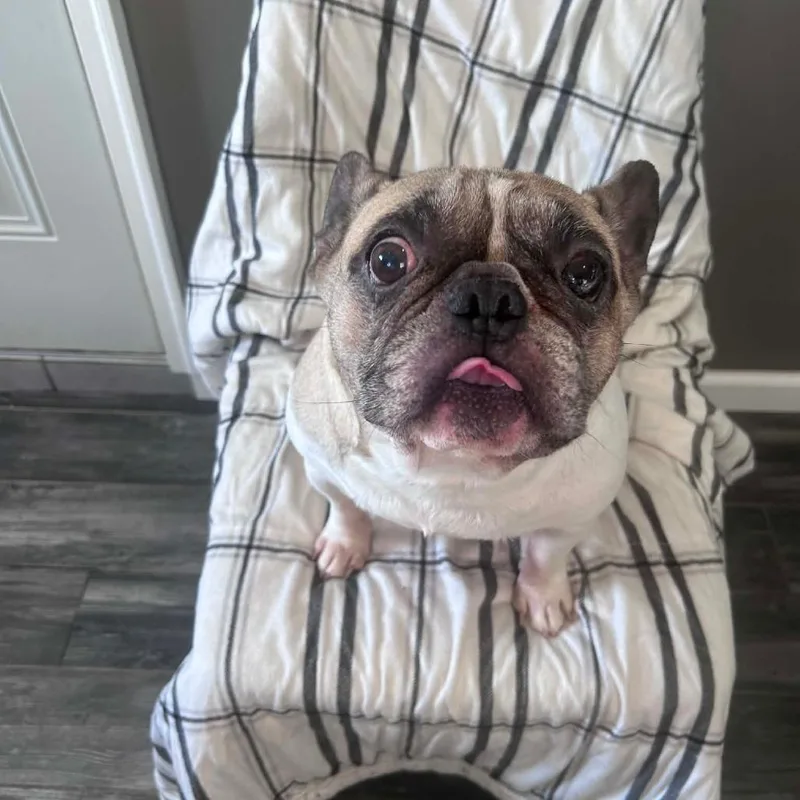 A senior medium-sized male White / Cream French Bulldog dog named Michelada for adoption in Jackson, MO