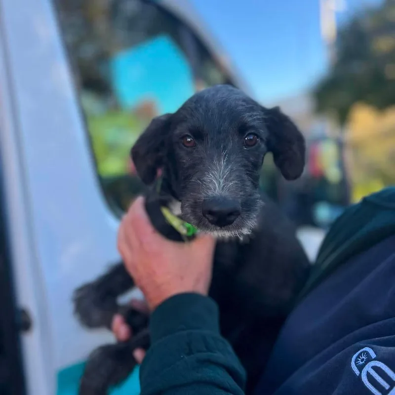 A baby medium-sized male Black Labrador Retriever dog named Freddy for adoption in St. Charles, IL