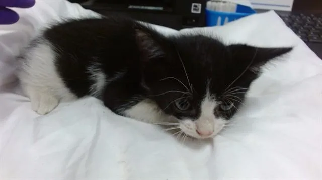 A baby small-sized female Domestic Short Hair cat named Oceania for adoption in Miami, FL
