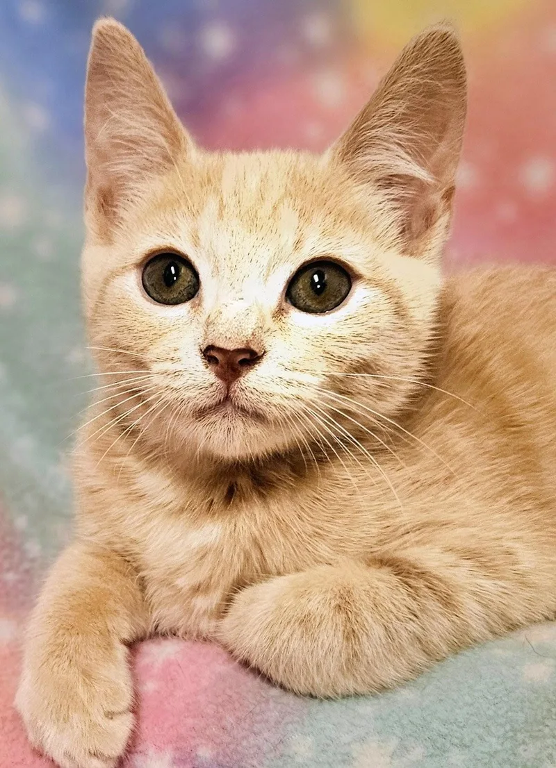 A baby small-sized female Tabby (Orange / Red) Domestic Short Hair cat named Jesse  Rancho Cucamonga for adoption in Yorba Linda, CA