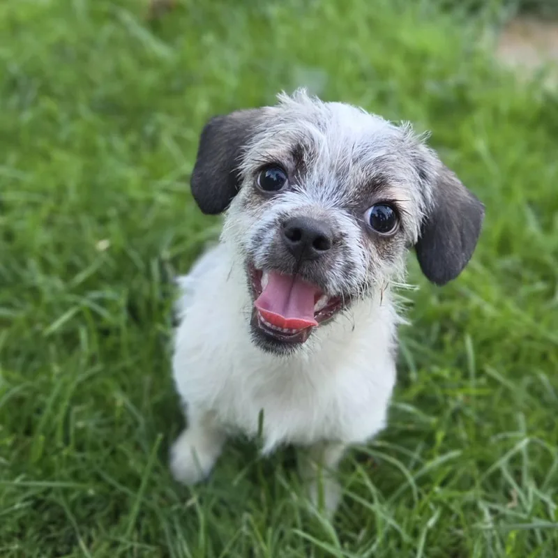 A baby small-sized female White / Cream Terrier dog named Spanky for adoption in Alma, WI
