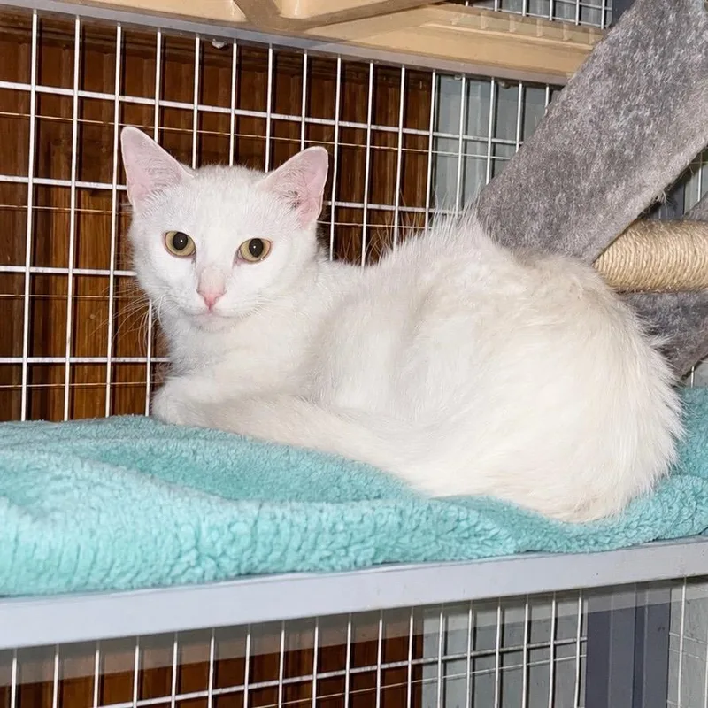A young medium-sized female White Domestic Short Hair cat named Angela for adoption in Martinsville, IN
