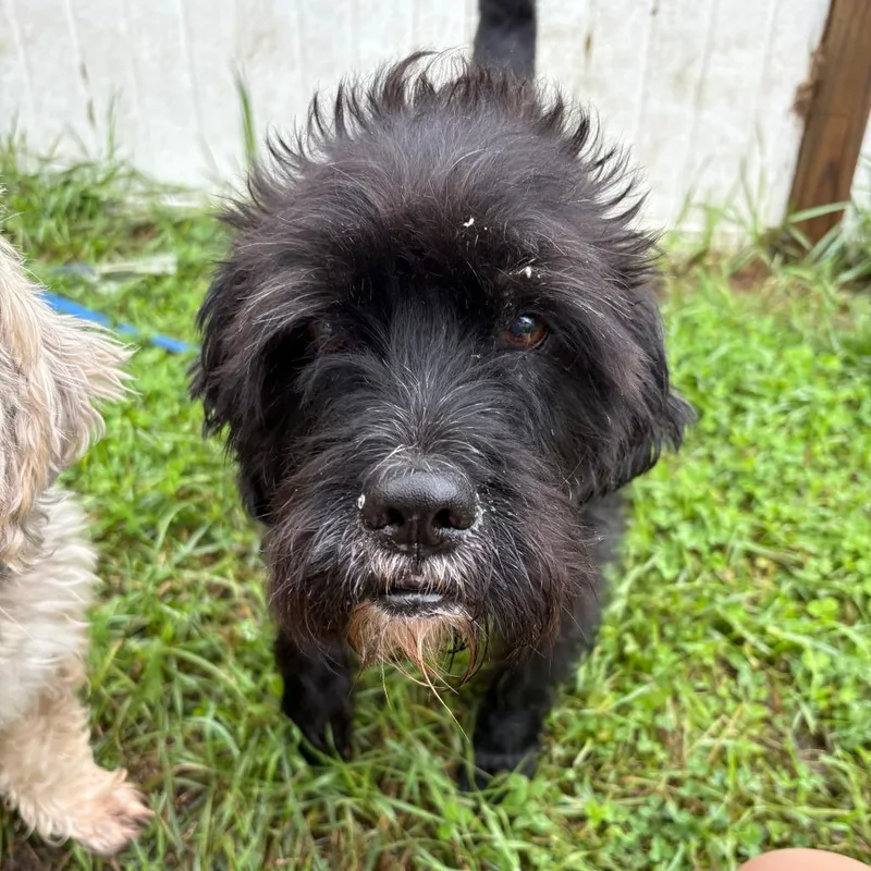 An adult medium-sized male Miniature Poodle dog named Tuffy for adoption in West Des Moines, IA