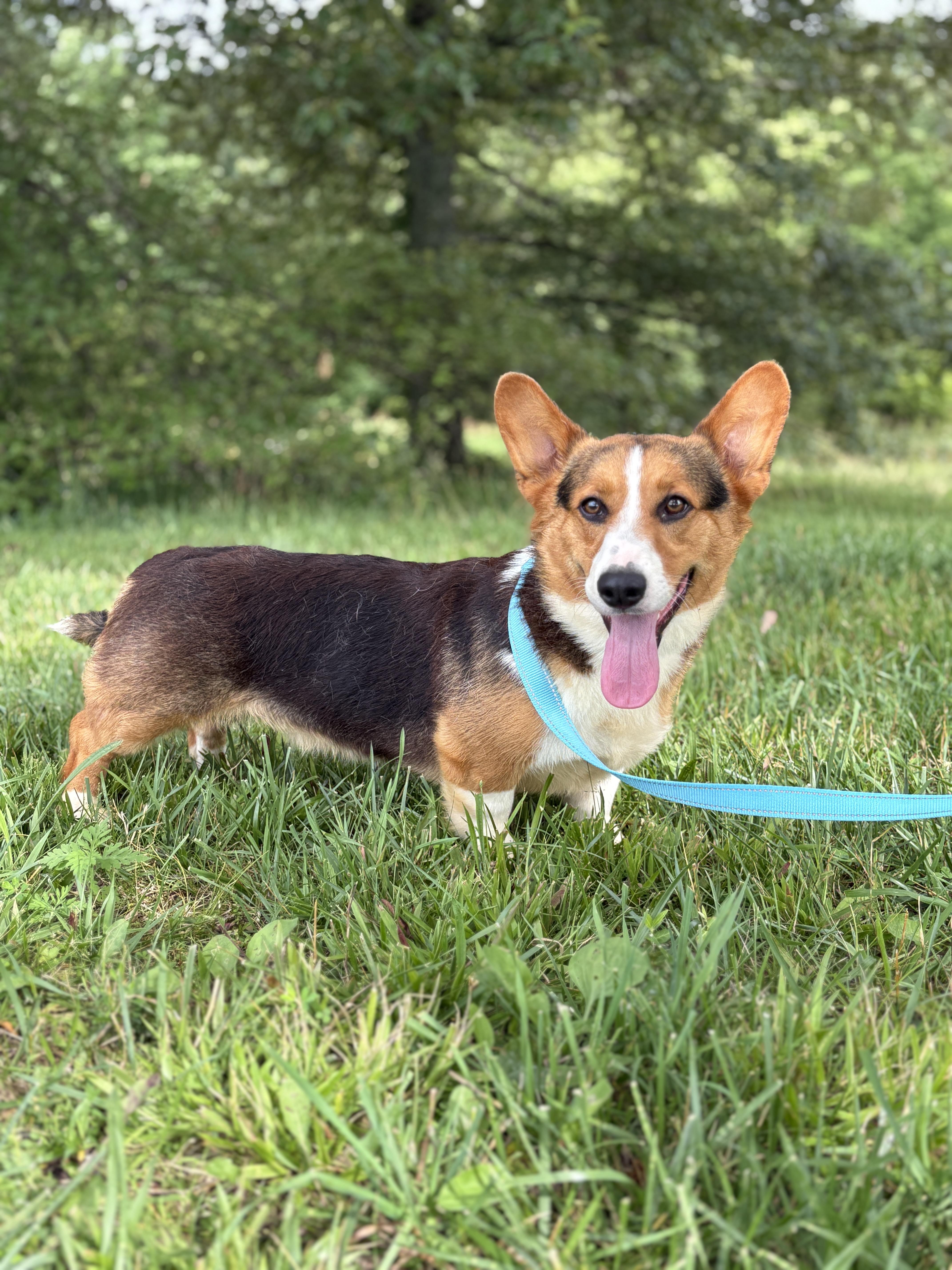 A young medium-sized male Sable Corgi dog named Bo Transport for adoption in Gradyville, KY
