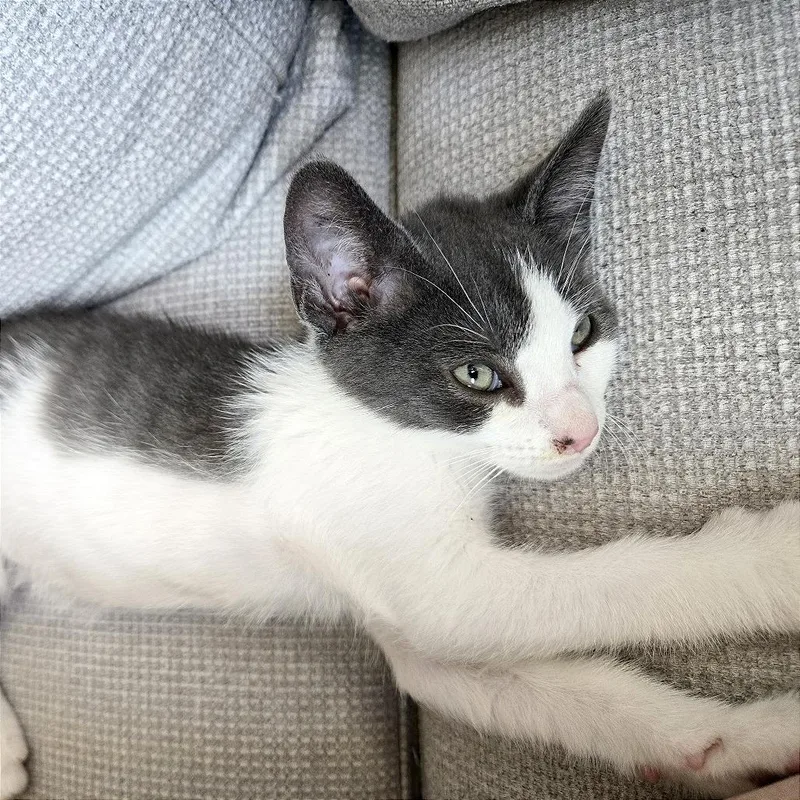A baby small-sized male Gray / Blue / Silver Domestic Short Hair cat named A George for adoption in Pleasant Hill, CA
