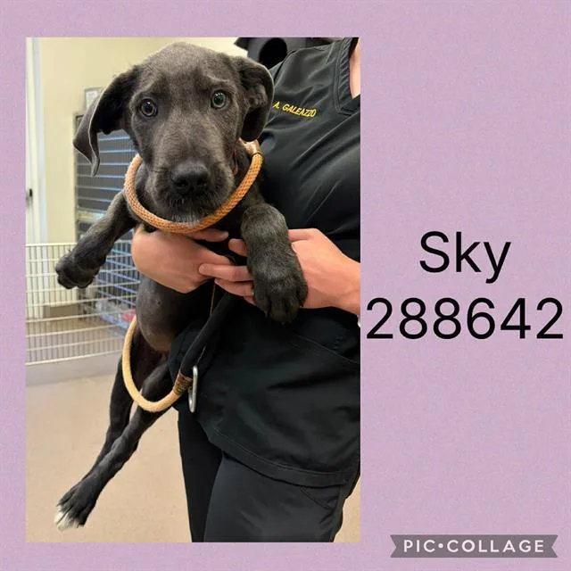 A young small-sized female Cane Corso dog named Sky for adoption in Macon, GA
