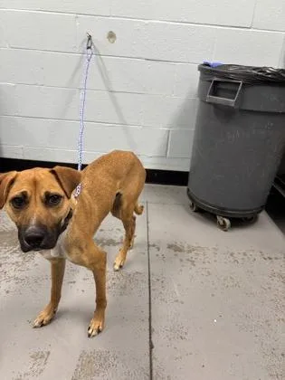 A young large-sized male Brown / Chocolate Rhodesian Ridgeback dog named Dasher for adoption in Sacramento, CA