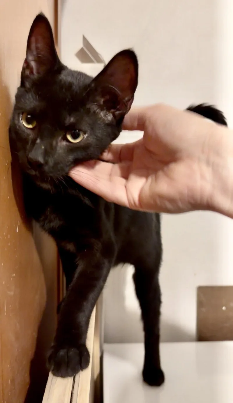 A baby large-sized male Domestic Short Hair cat named Turkey Tail Meet at for adoption in Harrisburg, PA