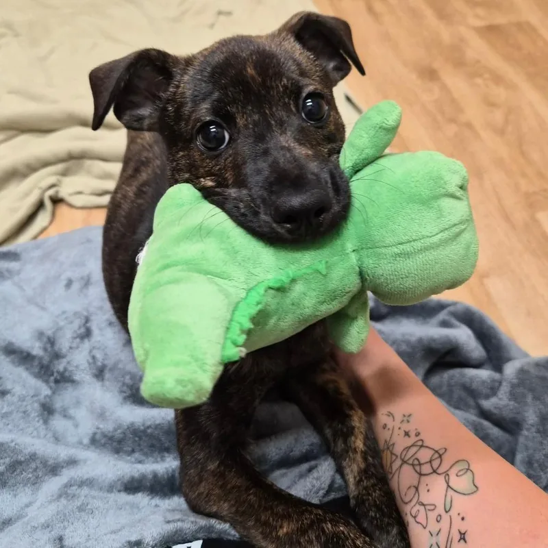 A baby small-sized female Brindle Mixed Breed dog named Trudy for adoption in Woodstock, IL
