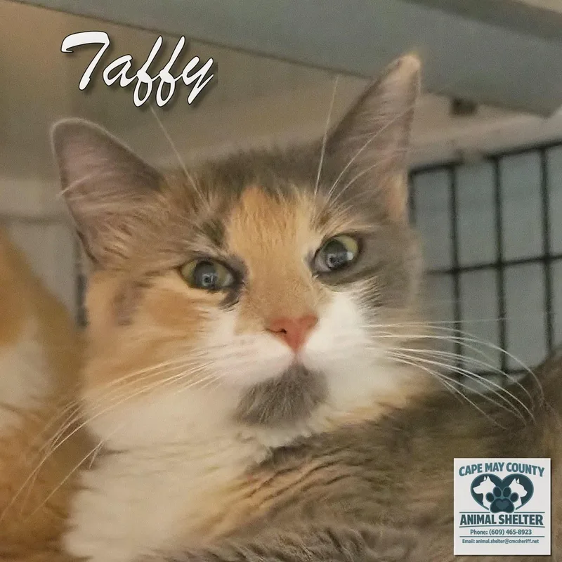 A young medium-sized male Domestic Short Hair cat named Butterscotch & Taffy for adoption in Cape May Court House, NJ