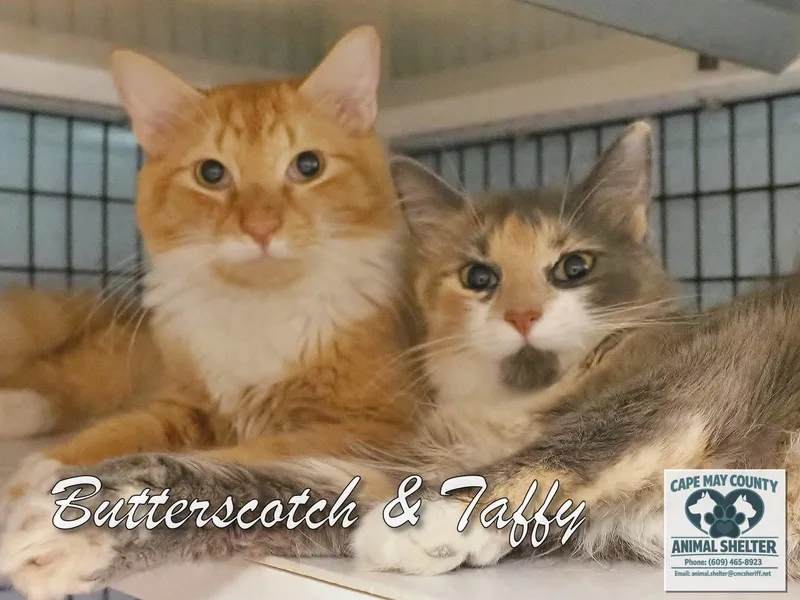 Butterscotch & Taffy thumbnail 2