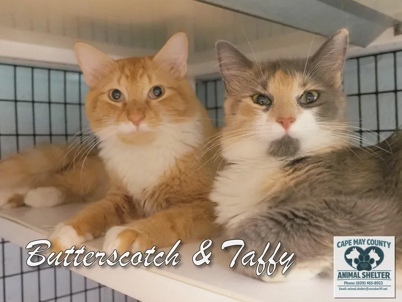 Butterscotch & Taffy thumbnail 4