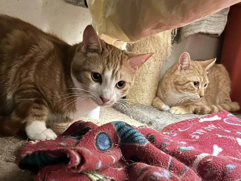 Egg Roll & Dumpling thumbnail 2