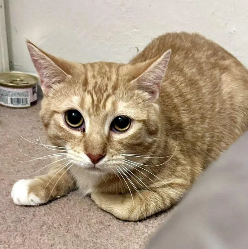 Egg Roll & Dumpling thumbnail 3