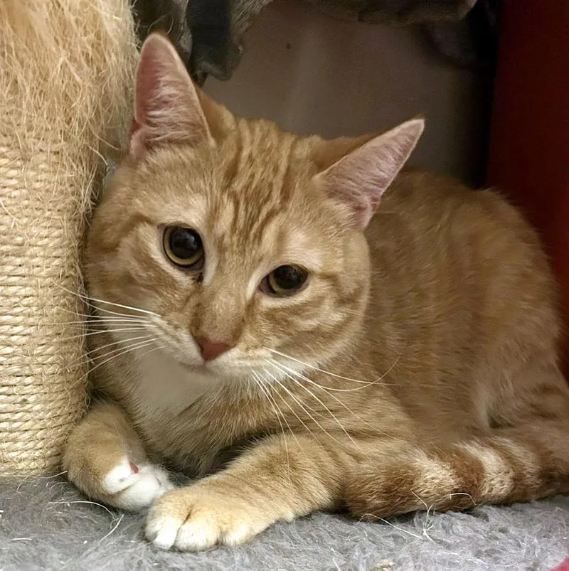 Egg Roll & Dumpling thumbnail 4