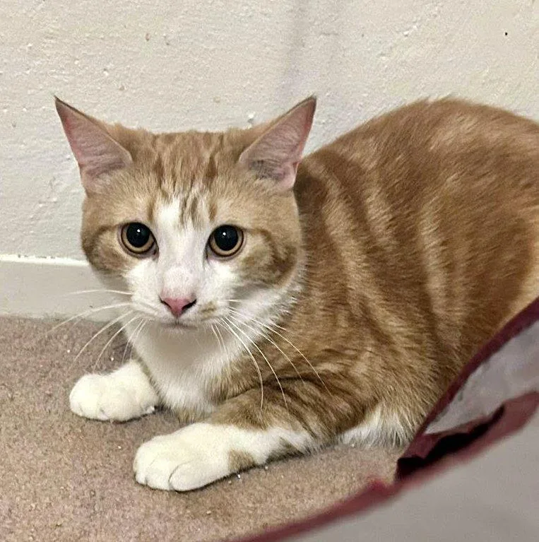 Egg Roll & Dumpling thumbnail 5