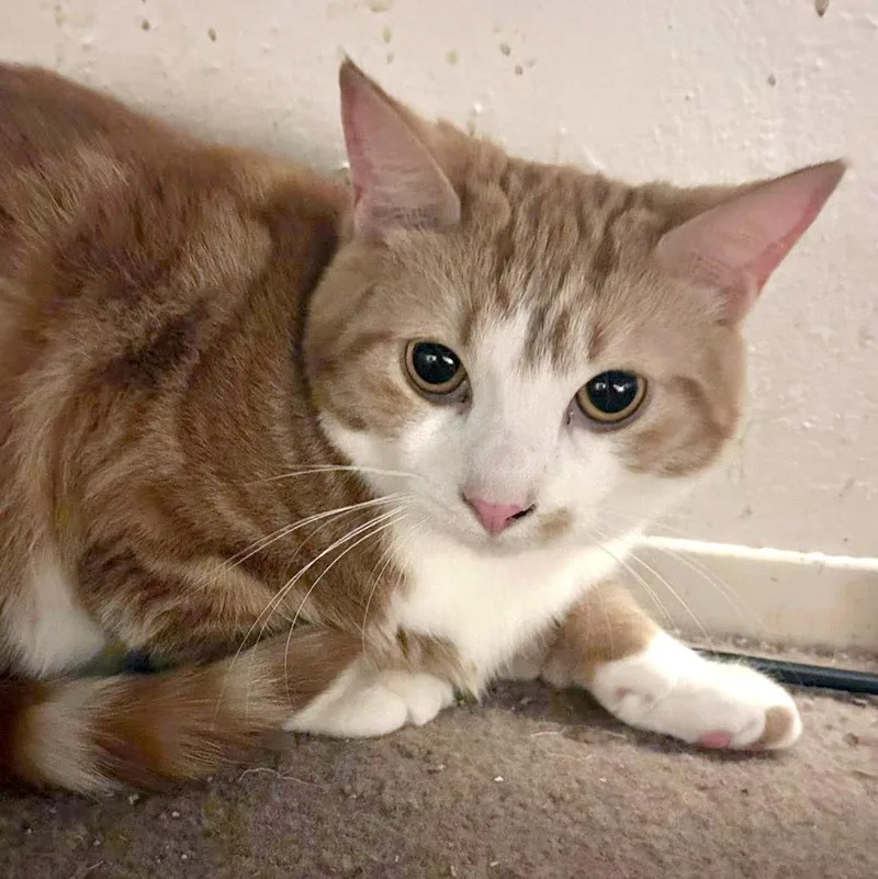 Egg Roll & Dumpling thumbnail 6