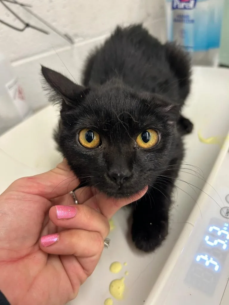 A baby large-sized female Domestic Medium Hair cat named Bubbles for adoption in Chickamauga , GA