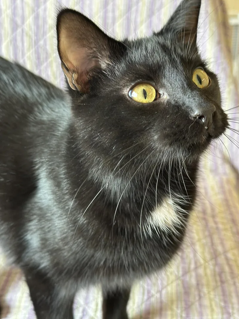 A young medium-sized male Black & White / Tuxedo Domestic Short Hair cat named Bentley for adoption in Owatonna, MN