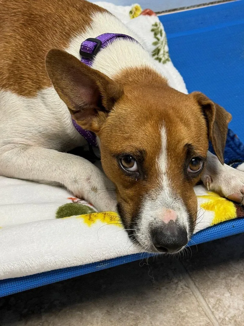 A young medium-sized female Hound dog named Velma for adoption in GILBERTS, IL