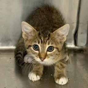 A baby small-sized female Domestic Short Hair cat named Vivian for adoption in Cumming, GA