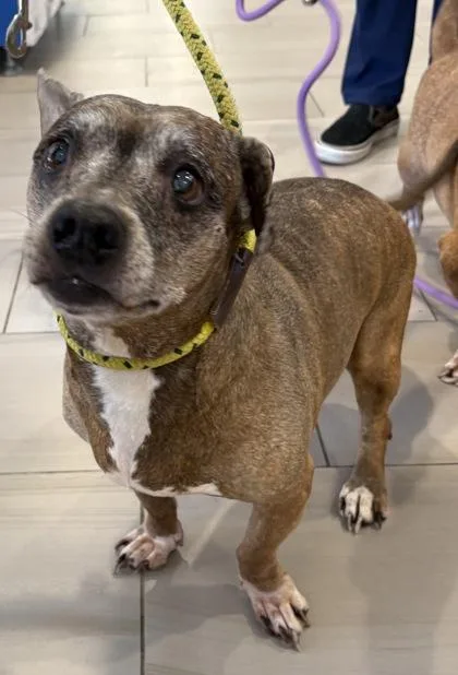 An adult small-sized female Beagle dog named Blueberry for adoption in Daytona Beach, FL