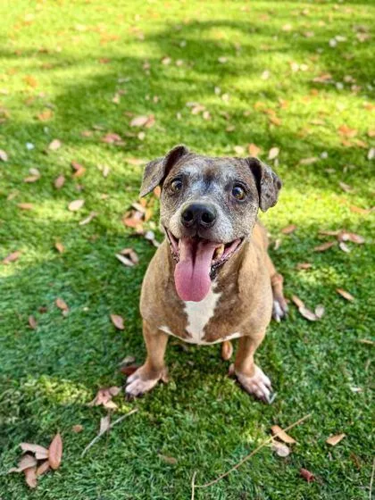 Blueberry thumbnail 2