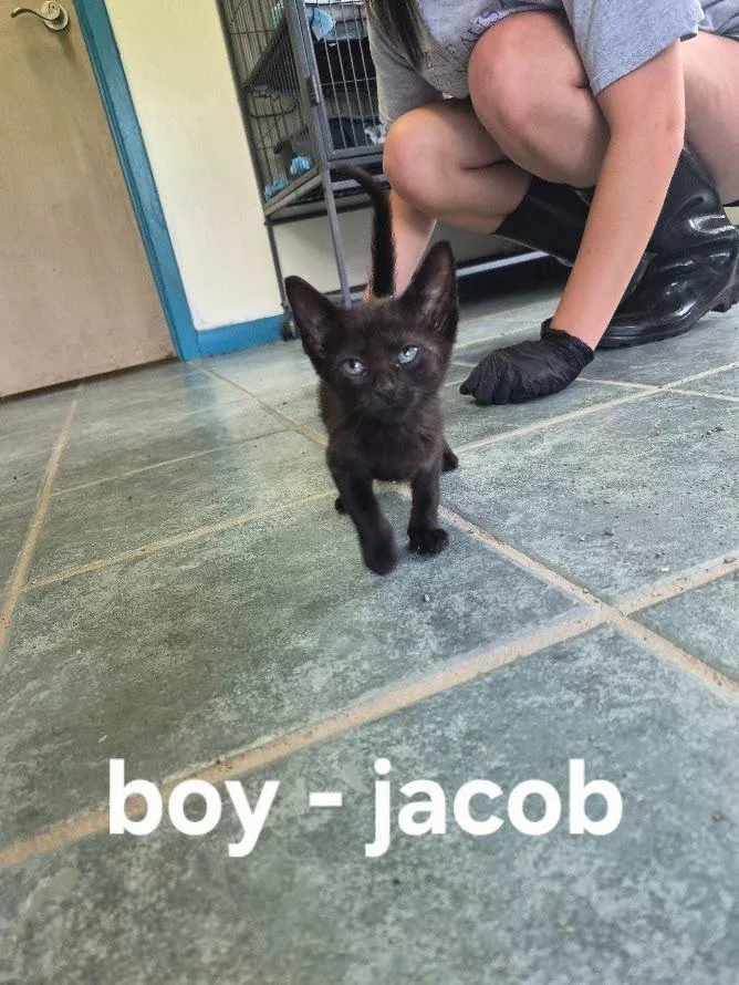 A baby small-sized male Domestic Short Hair cat named Jacob for adoption in Center, TX