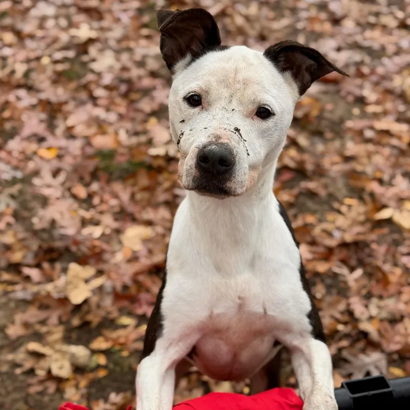 An adult medium-sized female Black Pit Bull Terrier dog named Karma for adoption in Indian Mound, TN