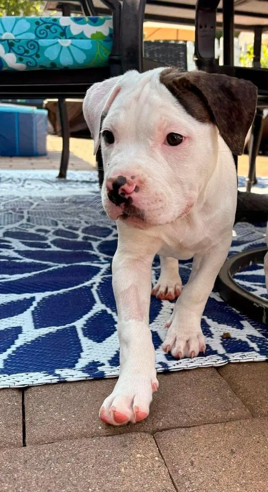 A baby medium-sized female Tricolor (Brown, Black, & White) American Staffordshire Terrier dog named Jessie for adoption in Valley Stream, NY