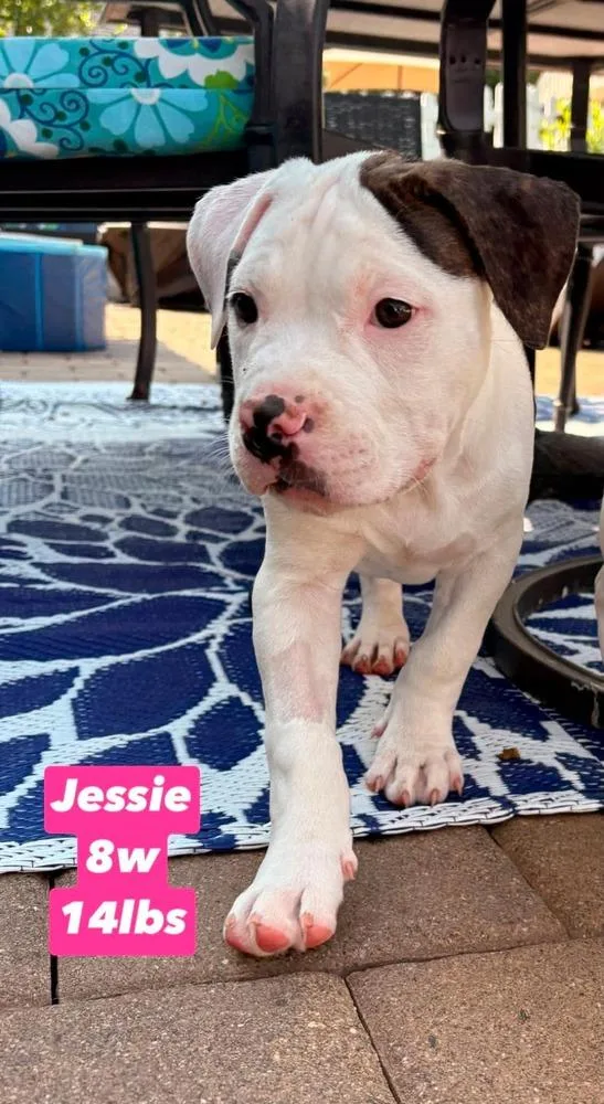 Jessie thumbnail 2