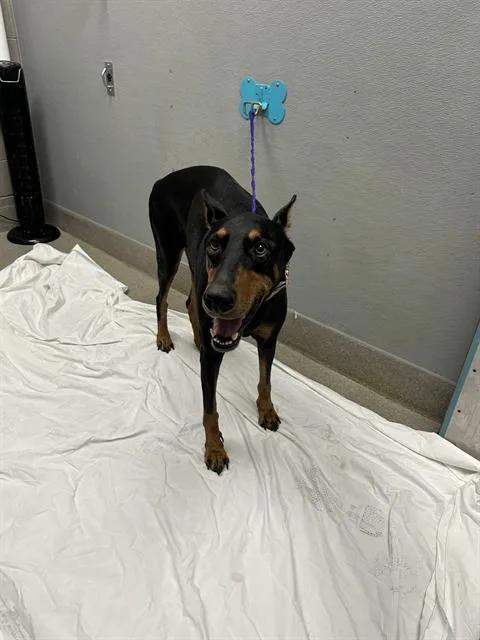 An adult large-sized male Doberman Pinscher dog named Jazzy for adoption in Las Vegas, NV