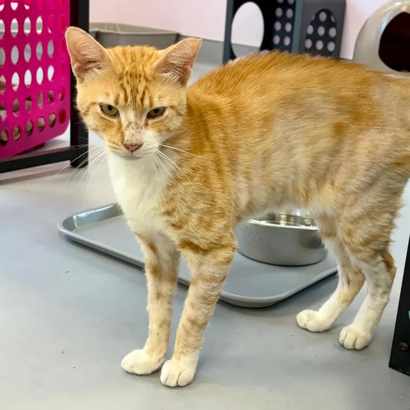 A young medium-sized male Orange / Red Domestic Short Hair cat named Rambunczee for adoption in Boston, MA
