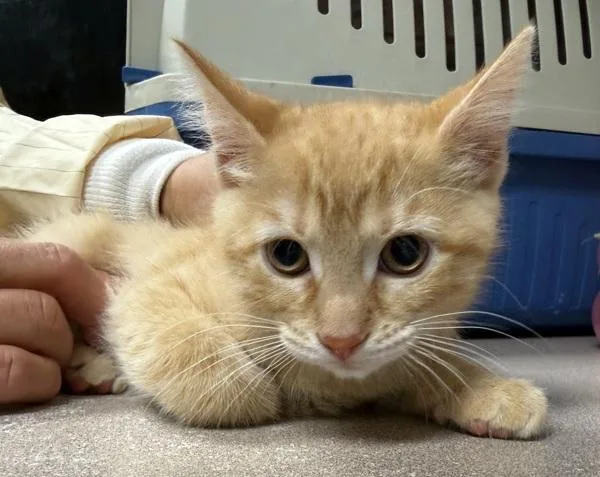 A baby small-sized female Domestic Short Hair cat named Bingo for adoption in Salisbury, MD