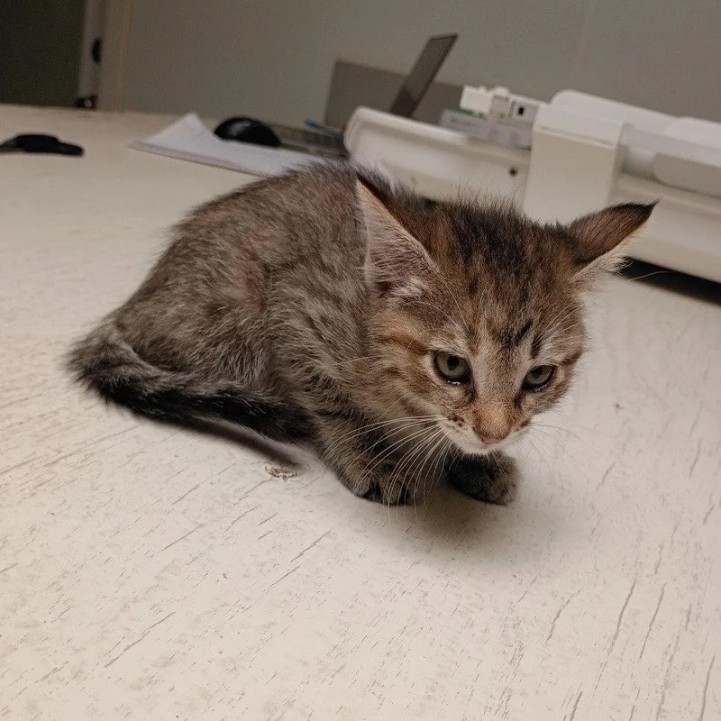 A baby medium-sized female Brown / Chocolate Domestic Short Hair cat named Turtle for adoption in Dallas, TX