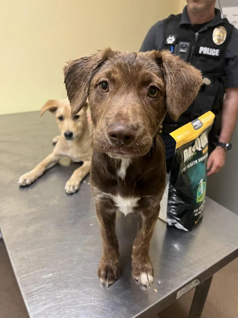 A baby medium-sized female Mixed Breed dog named Munch for adoption in Florence, SC