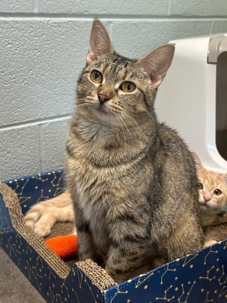 A young medium-sized female Domestic Short Hair cat named Ginger for adoption in Johnson City, TN