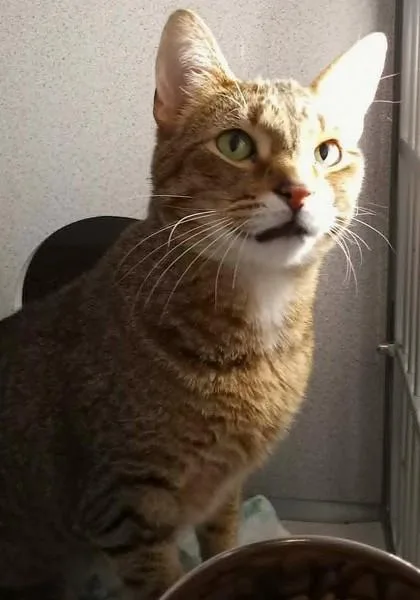 An adult large-sized male Brown / Chocolate Domestic Short Hair cat named Archie for adoption in Waupaca, WI