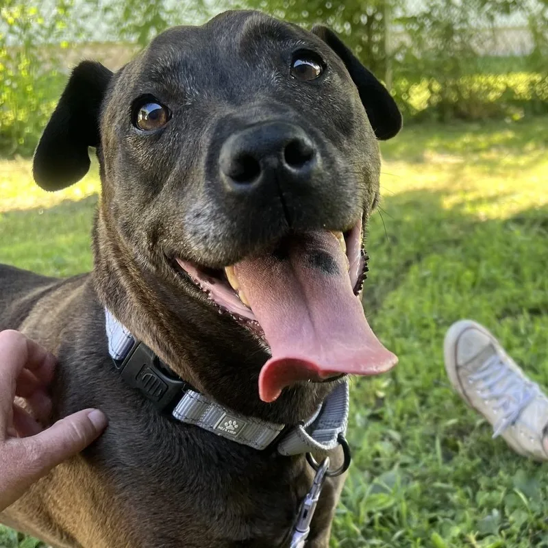 A senior medium-sized female Brown / Chocolate Mixed Breed dog named Hailey for adoption in Oshkosh, WI