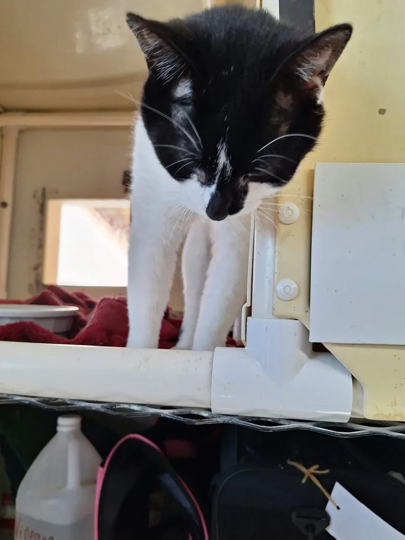 An adult medium-sized male Domestic Short Hair cat named Jules for adoption in Chappell, NE